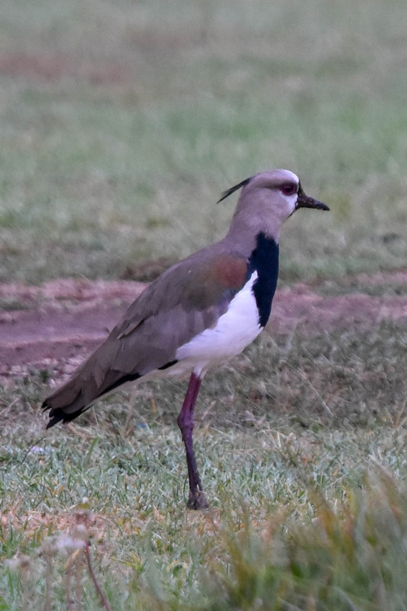 Southern Lapwing - ML186772201