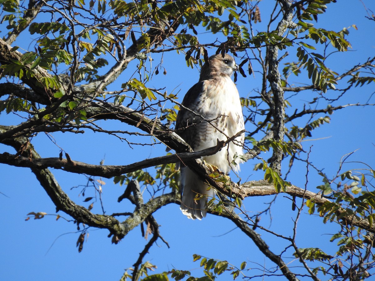 Red-tailed Hawk - ML186772311