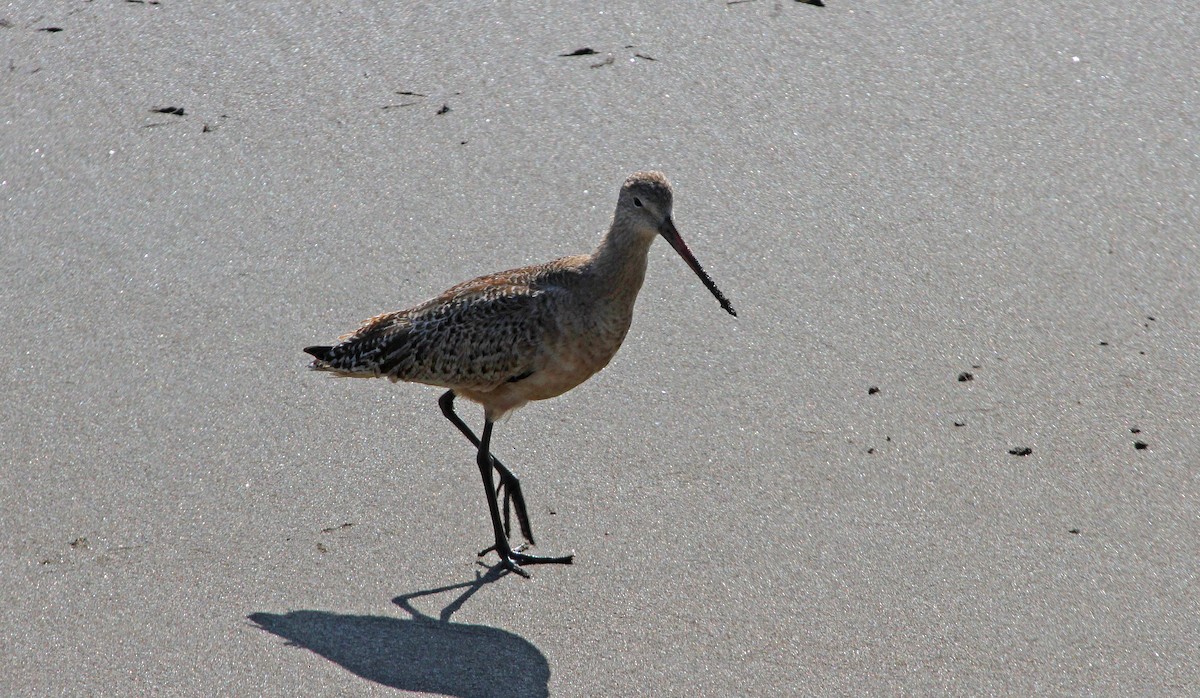 Marbled Godwit - ML186773191