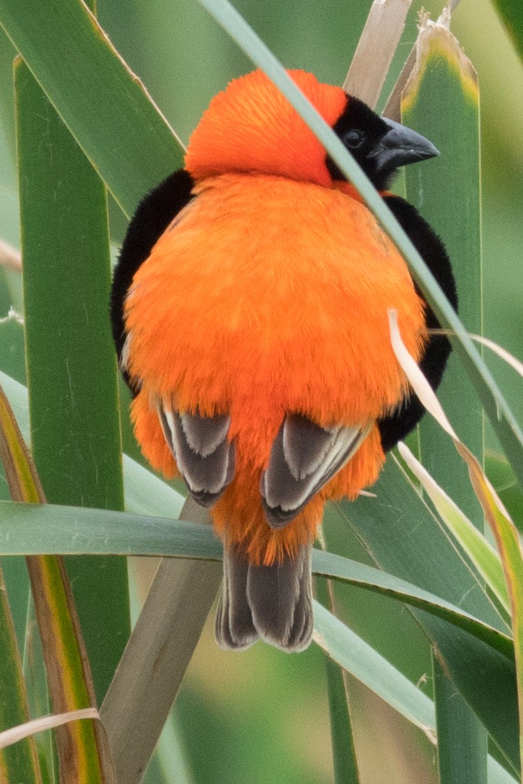 Southern Red Bishop - ML186773281