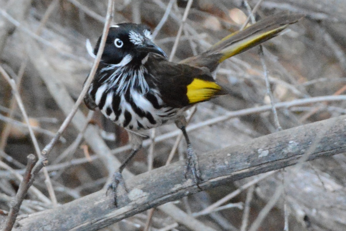 New Holland Honeyeater - ML186774491