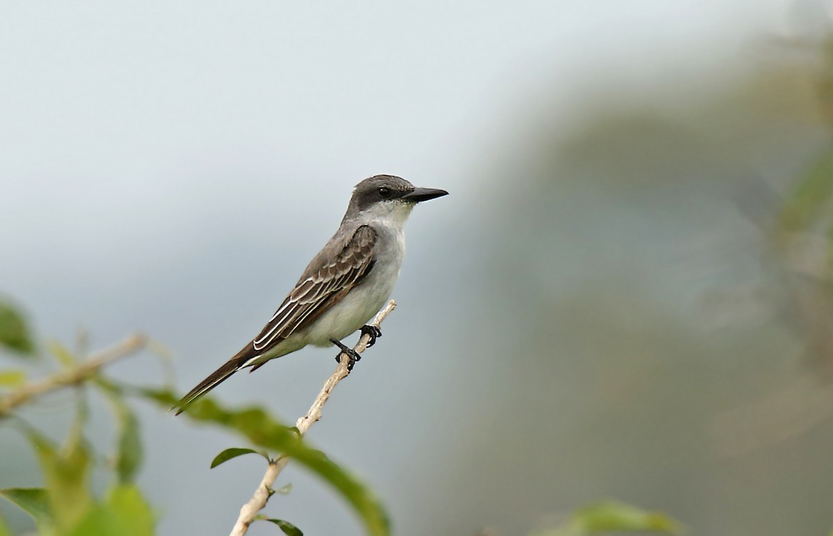 Gray Kingbird - ML186774931