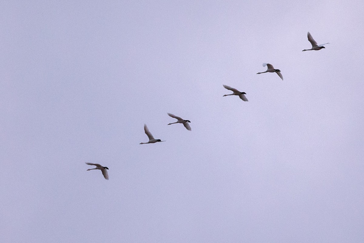 Tundra Swan - ML186775931