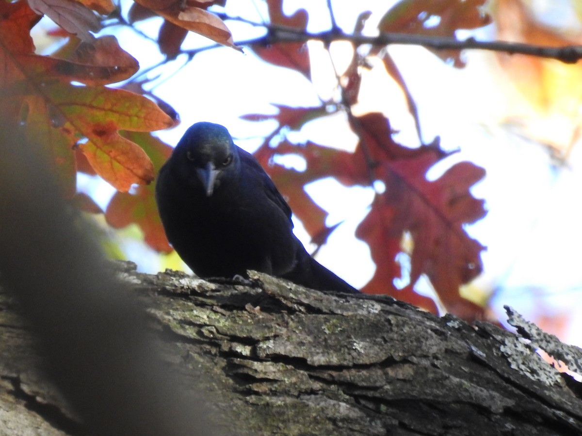 Common Grackle - ML186776661