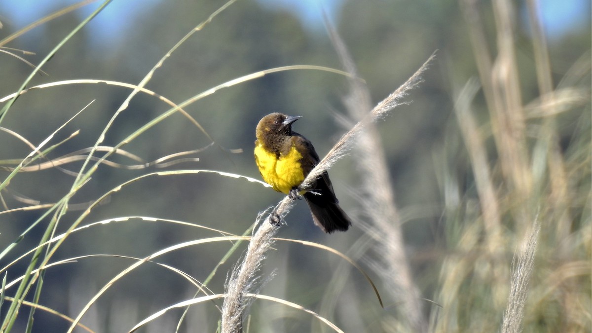 Brown-and-yellow Marshbird - ML186776941