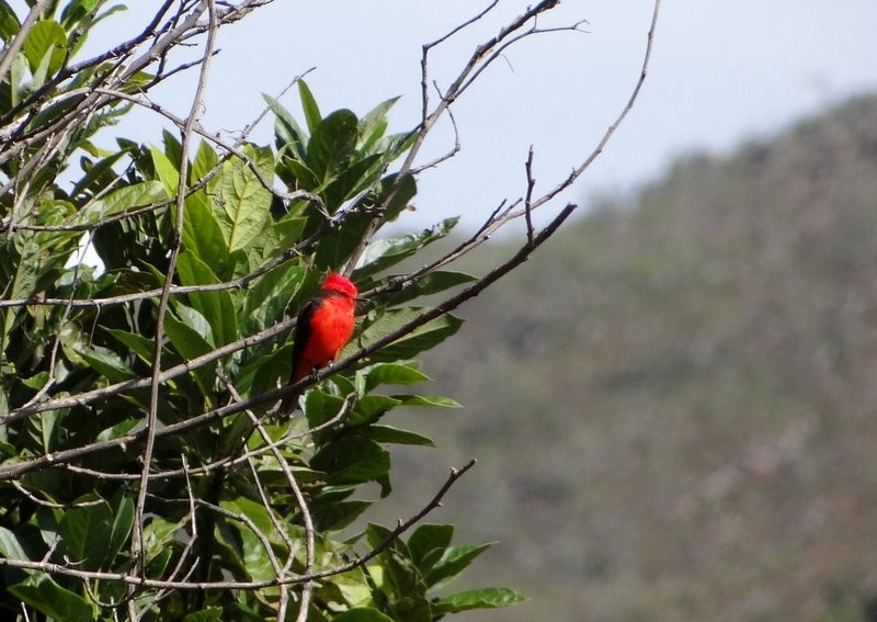 Vermilion Flycatcher - ML186777551