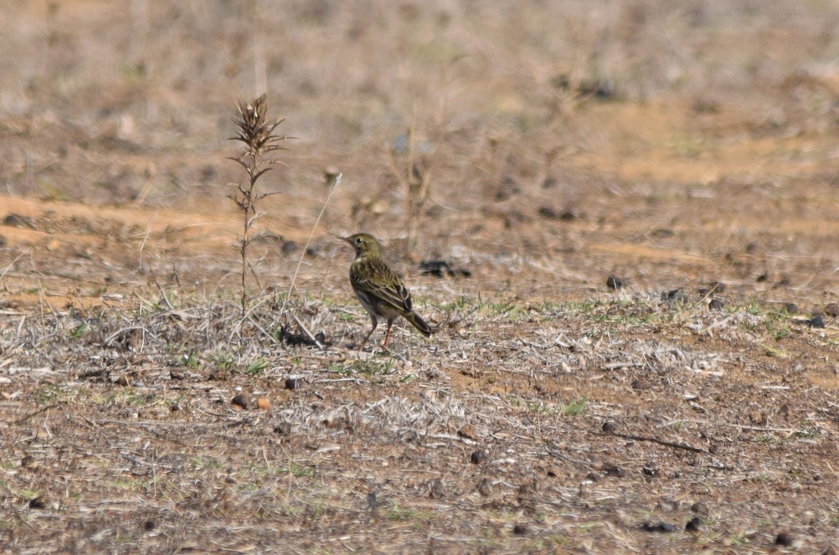 Meadow Pipit - ML186778761