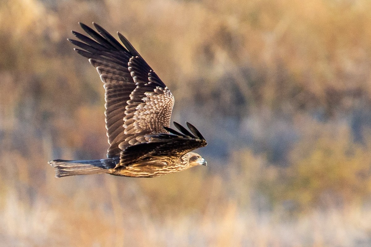 Black Kite (Black-eared) - ML186778801