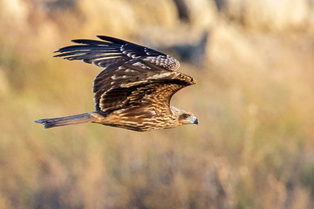 Black Kite (Black-eared) - ML186778811