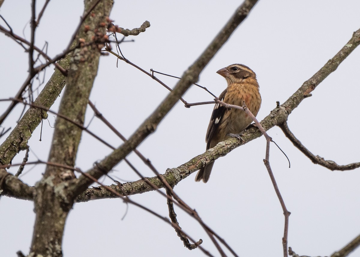 Rose-breasted Grosbeak - ML186779101