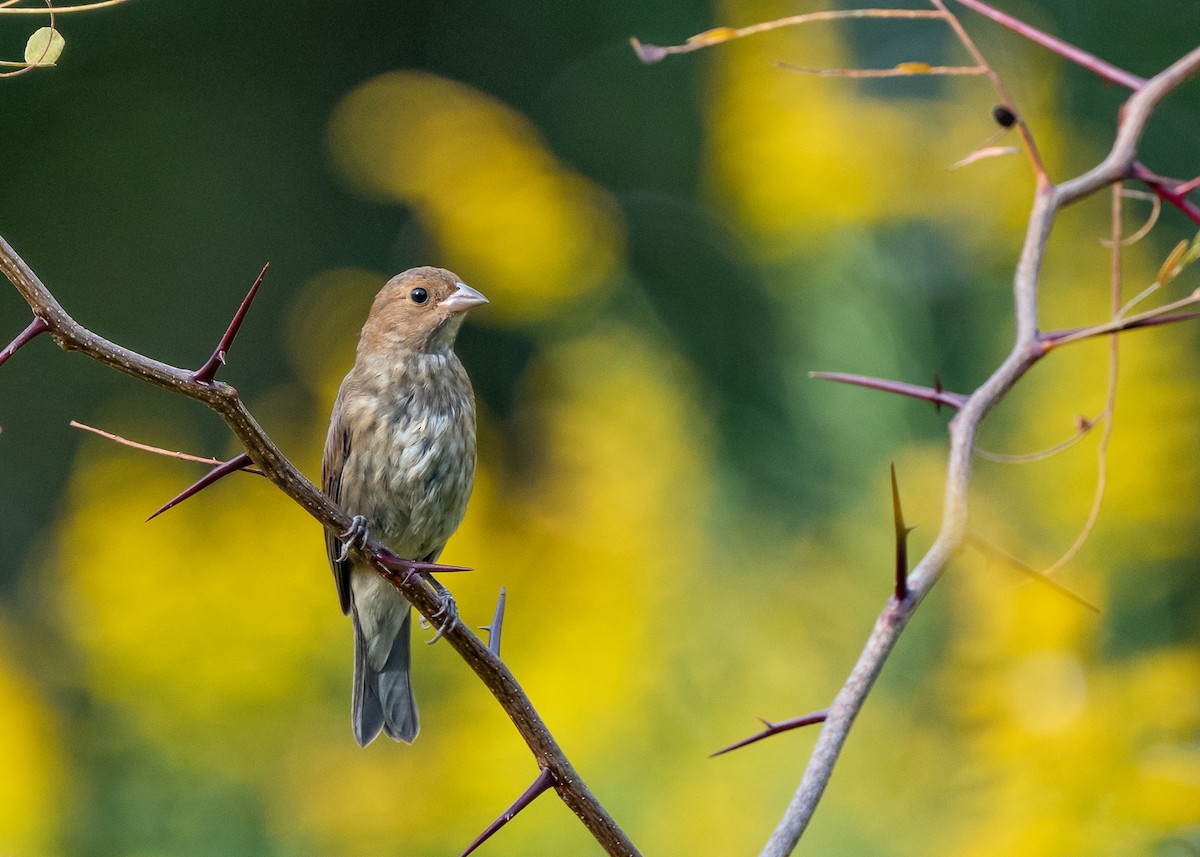 Indigo Bunting - Sheila and Ed Bremer