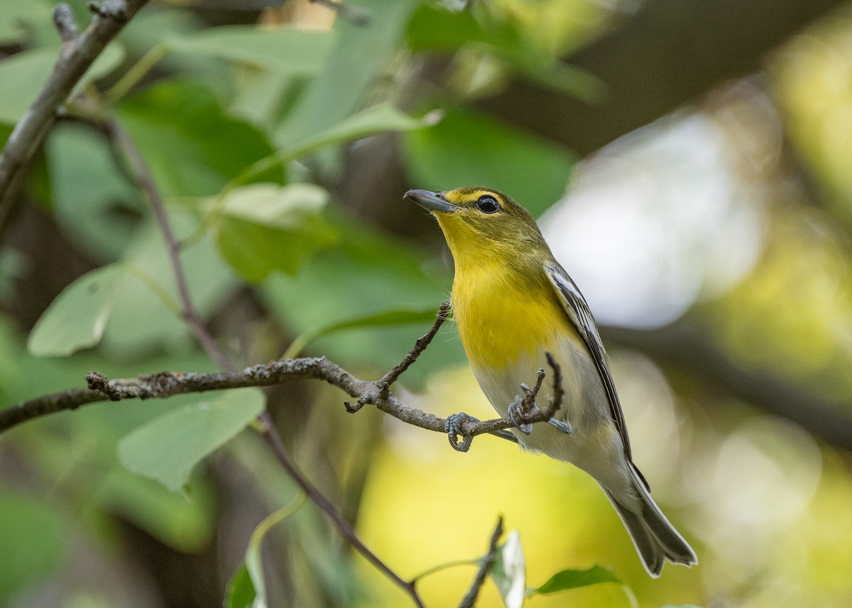 Yellow-throated Vireo - ML186779211