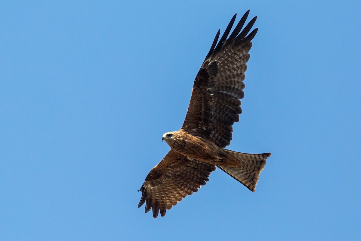 Black Kite - ML186779591