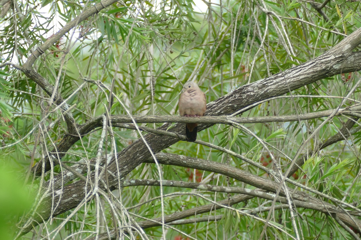 Ruddy Ground Dove - ML186780531