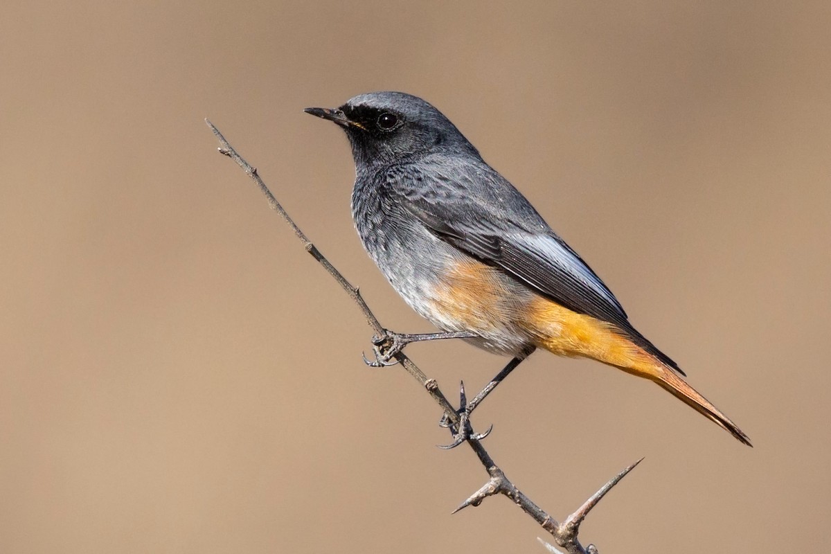 Black Redstart - ML186781681