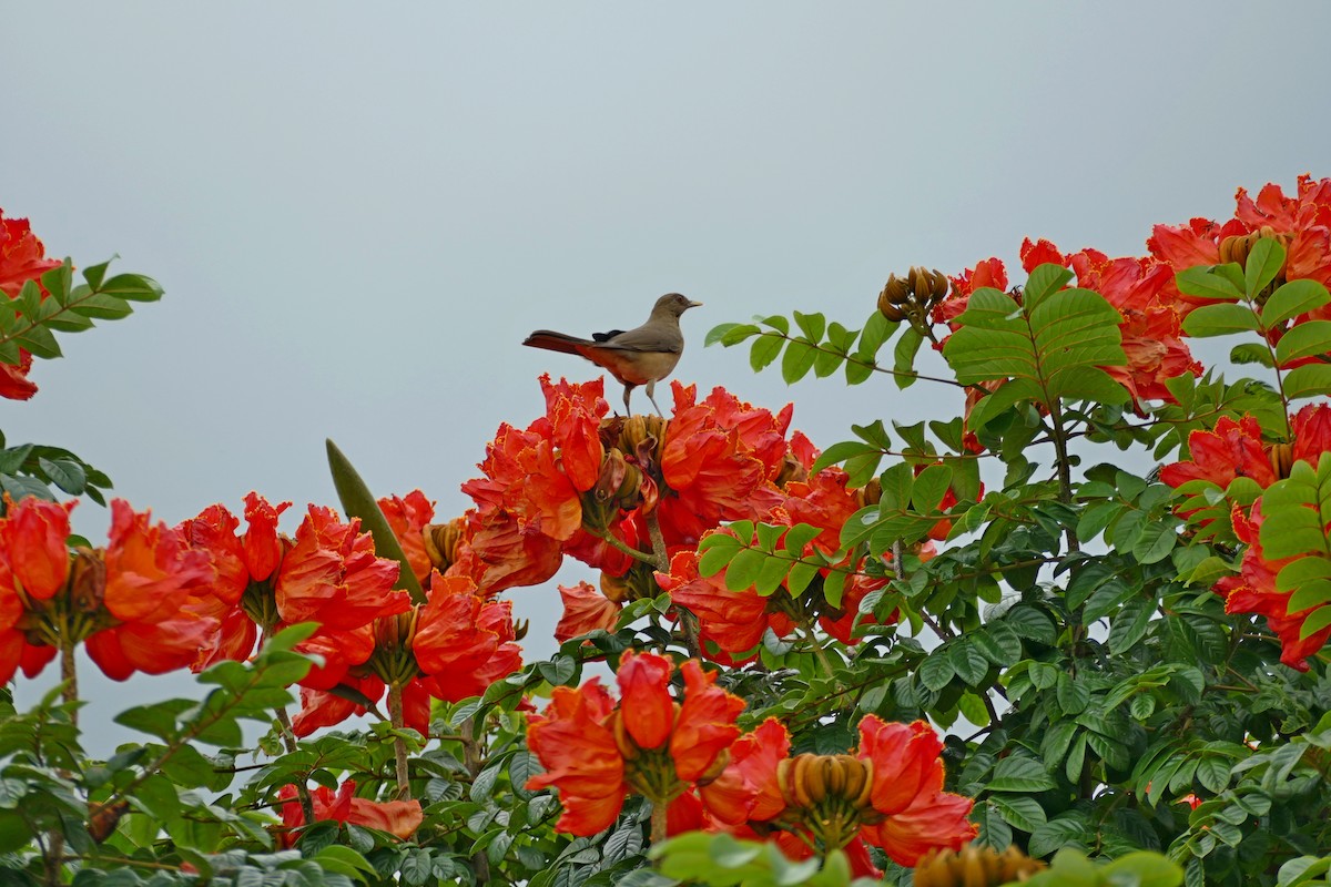 Clay-colored Thrush - ML186781771