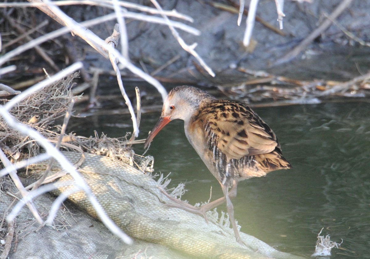 Water Rail - ML186782041