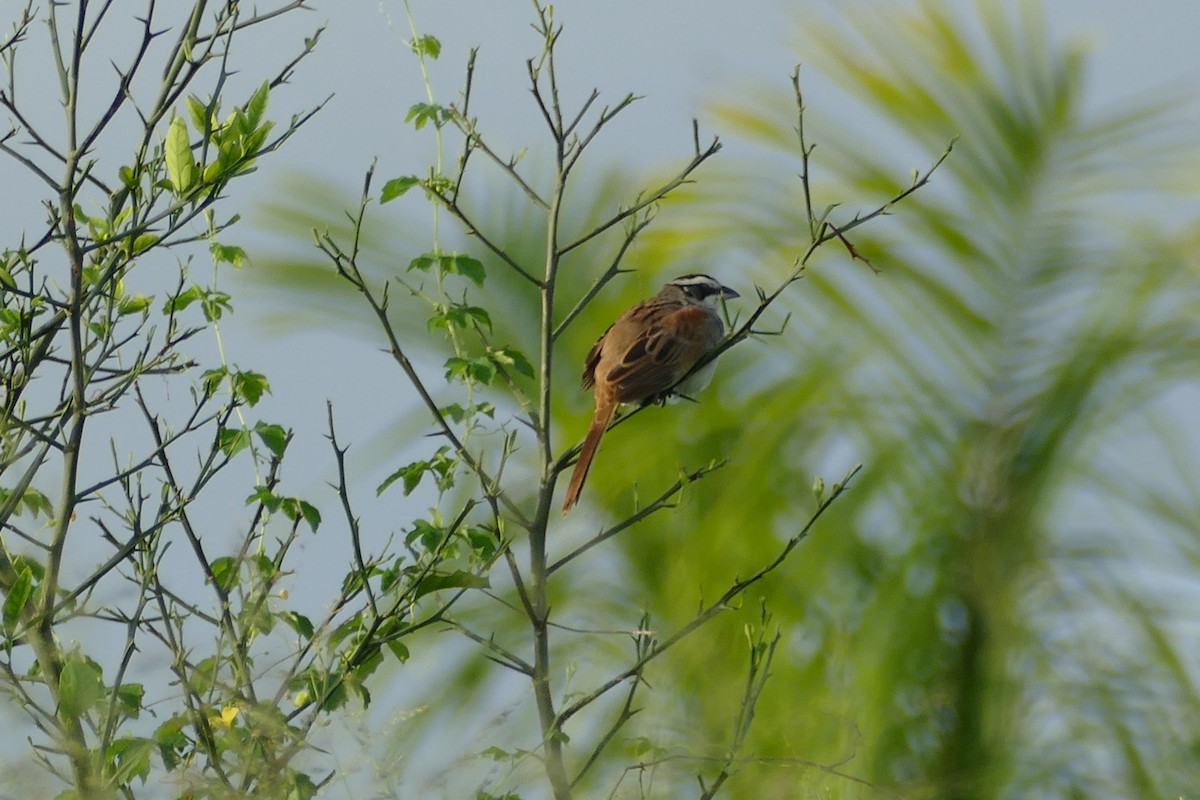 Stripe-headed Sparrow - ML186782171