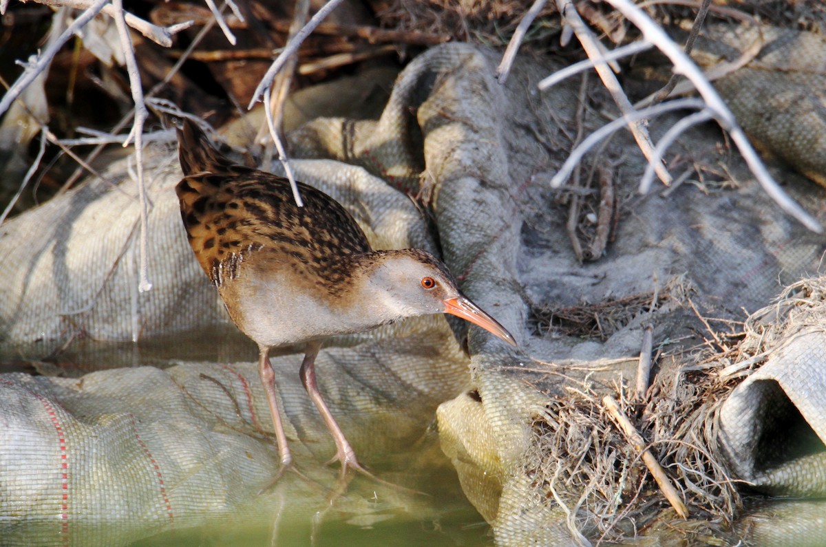 Water Rail - ML186782301