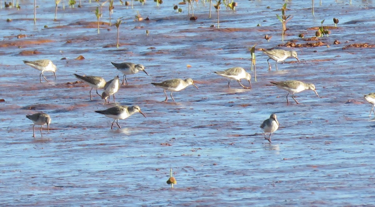 Curlew Sandpiper - Thomas Collins