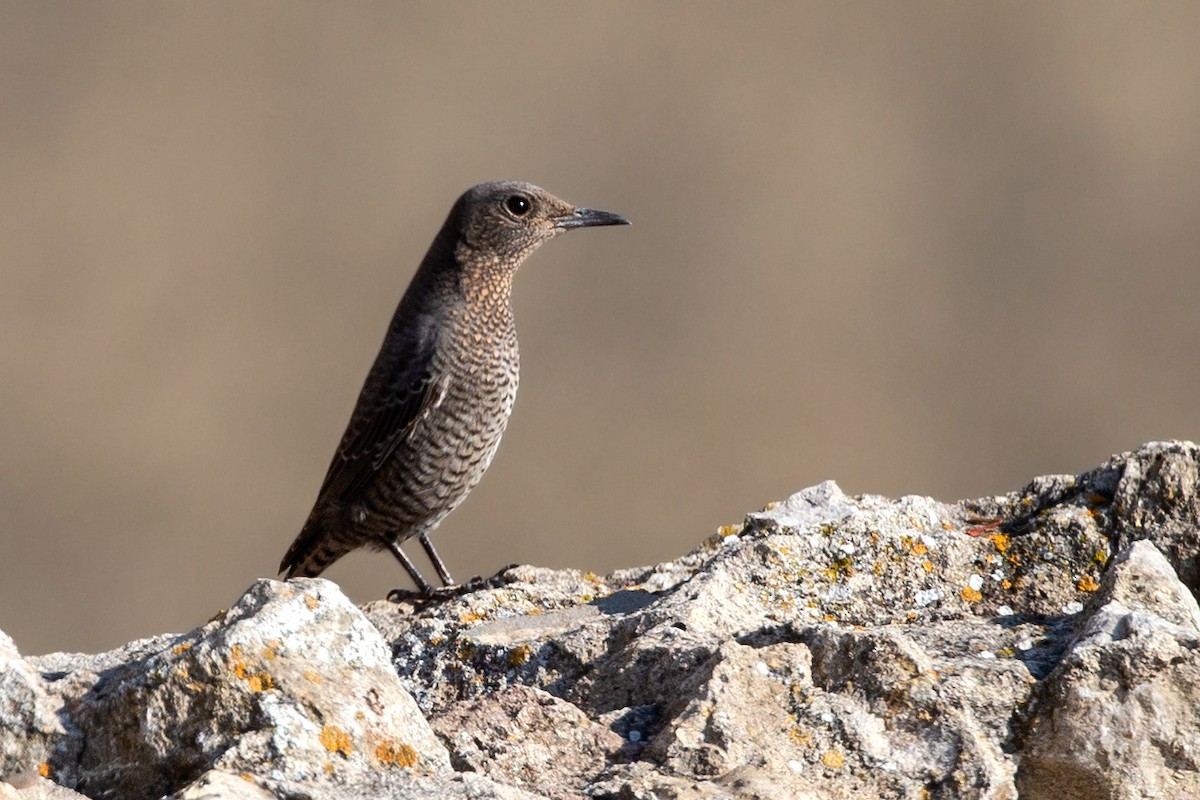 Blue Rock-Thrush - ML186783011