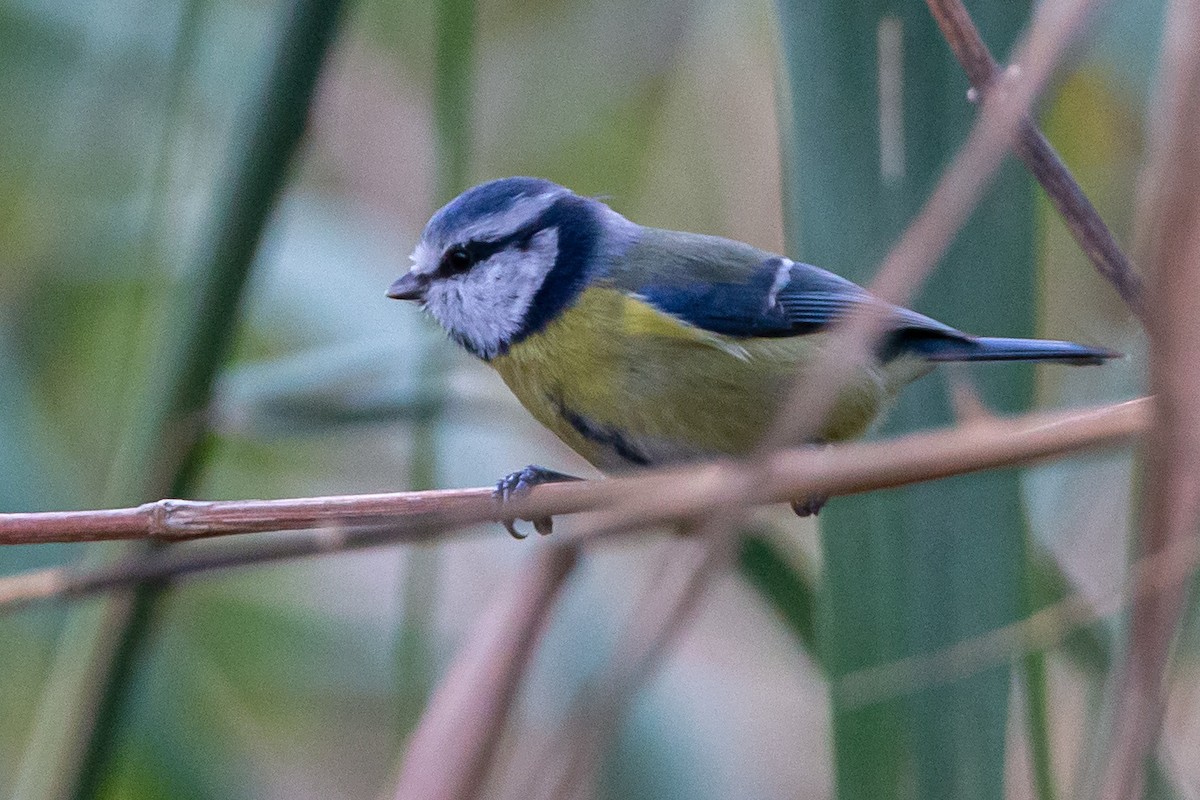 Eurasian Blue Tit - ML186783921