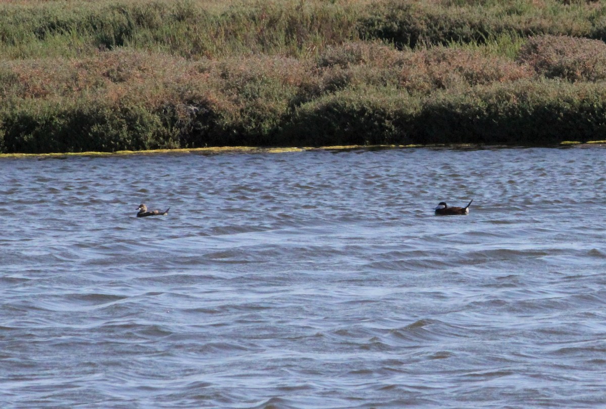 Ruddy Duck - ML186784051