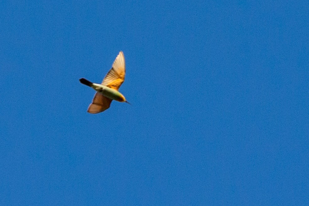 Blue-cheeked Bee-eater - ML186784241