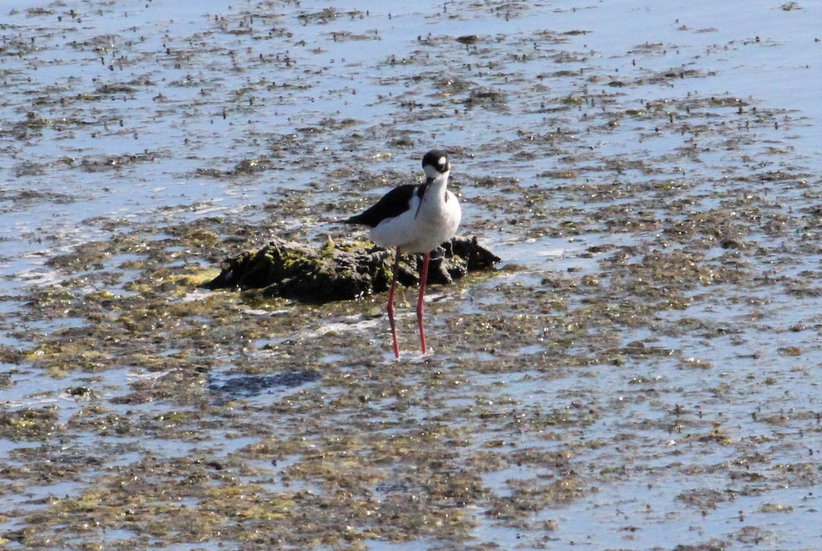 Black-necked Stilt - ML186784581