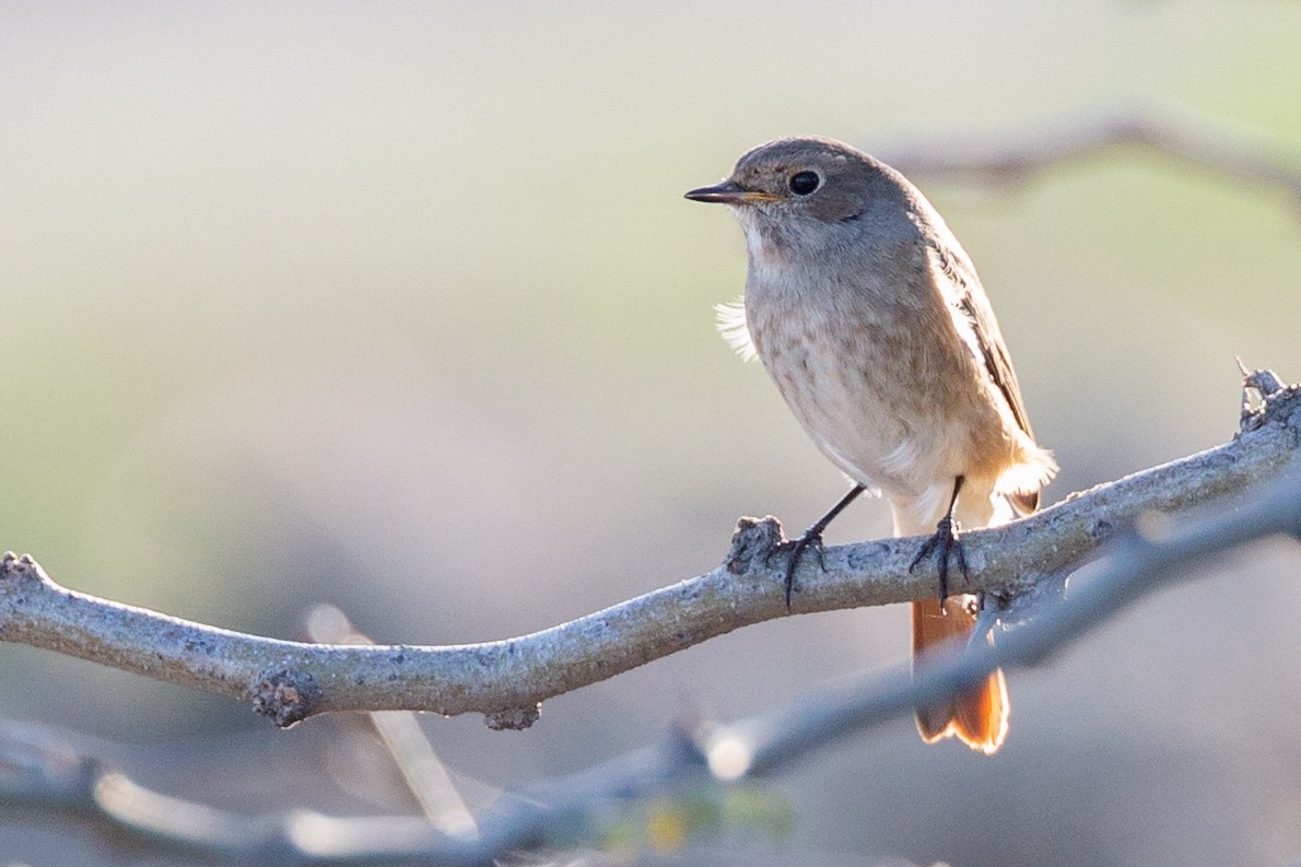 Common Redstart (Ehrenberg's) - ML186785201