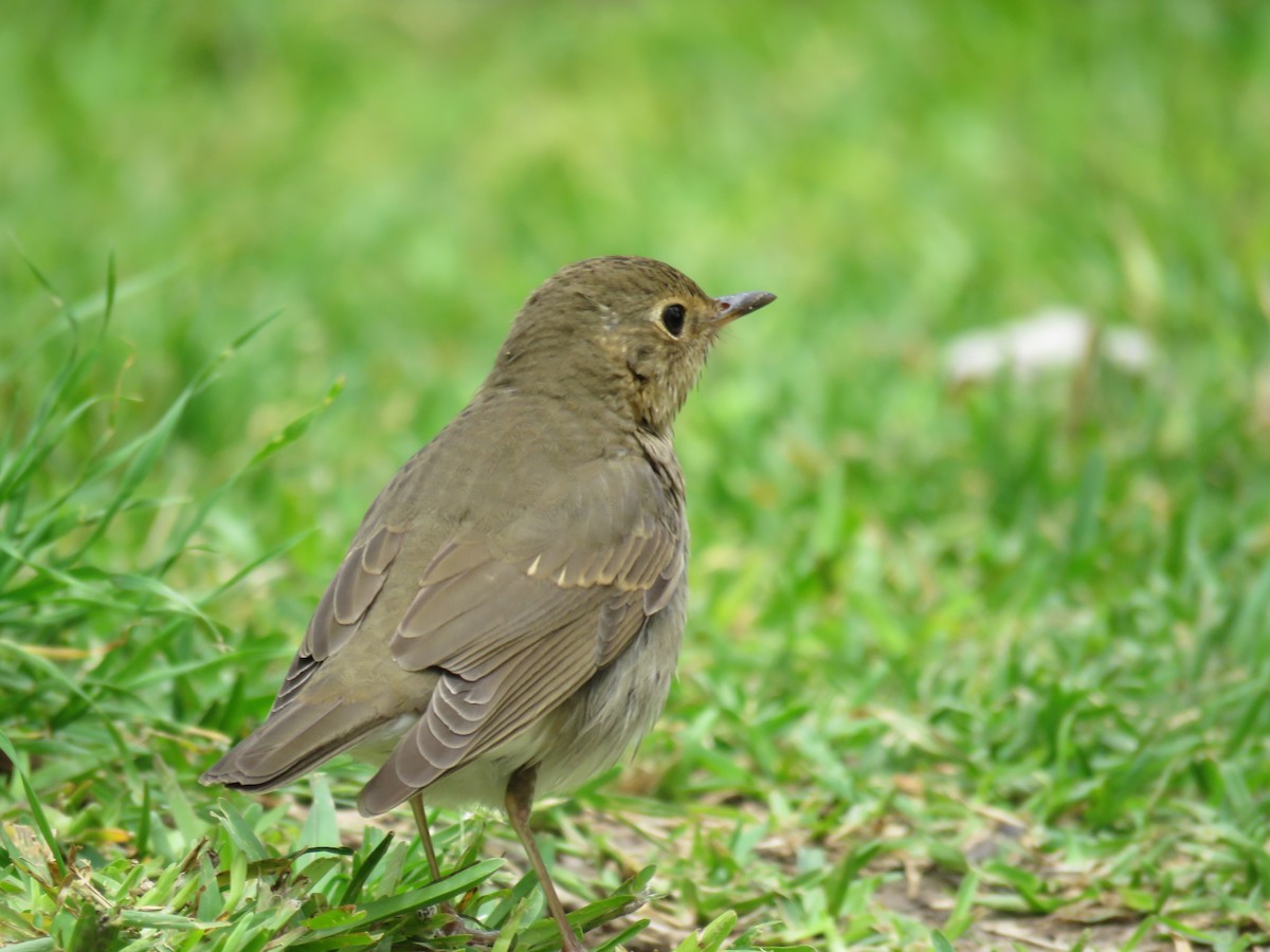 Swainson's Thrush - ML186785901