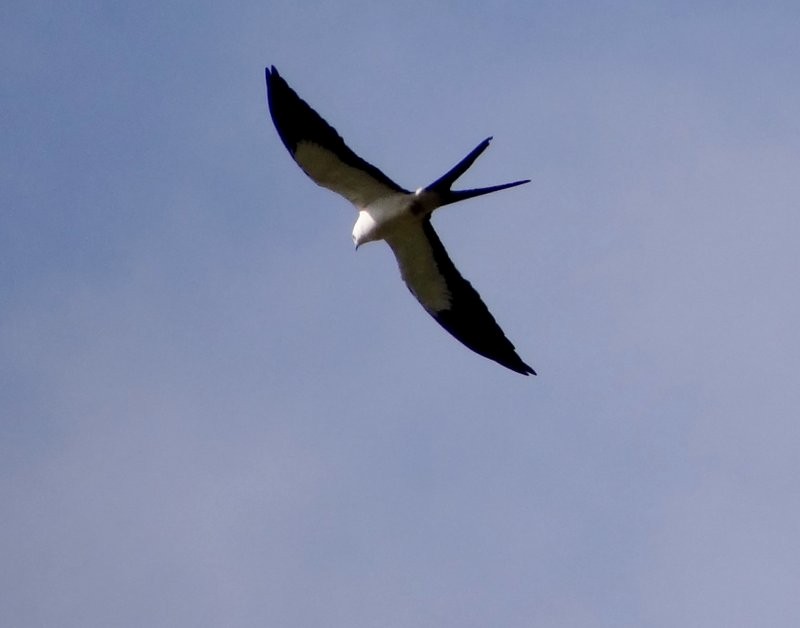 Swallow-tailed Kite - ML186785991