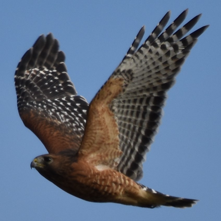 Red-shouldered Hawk - ML186786031