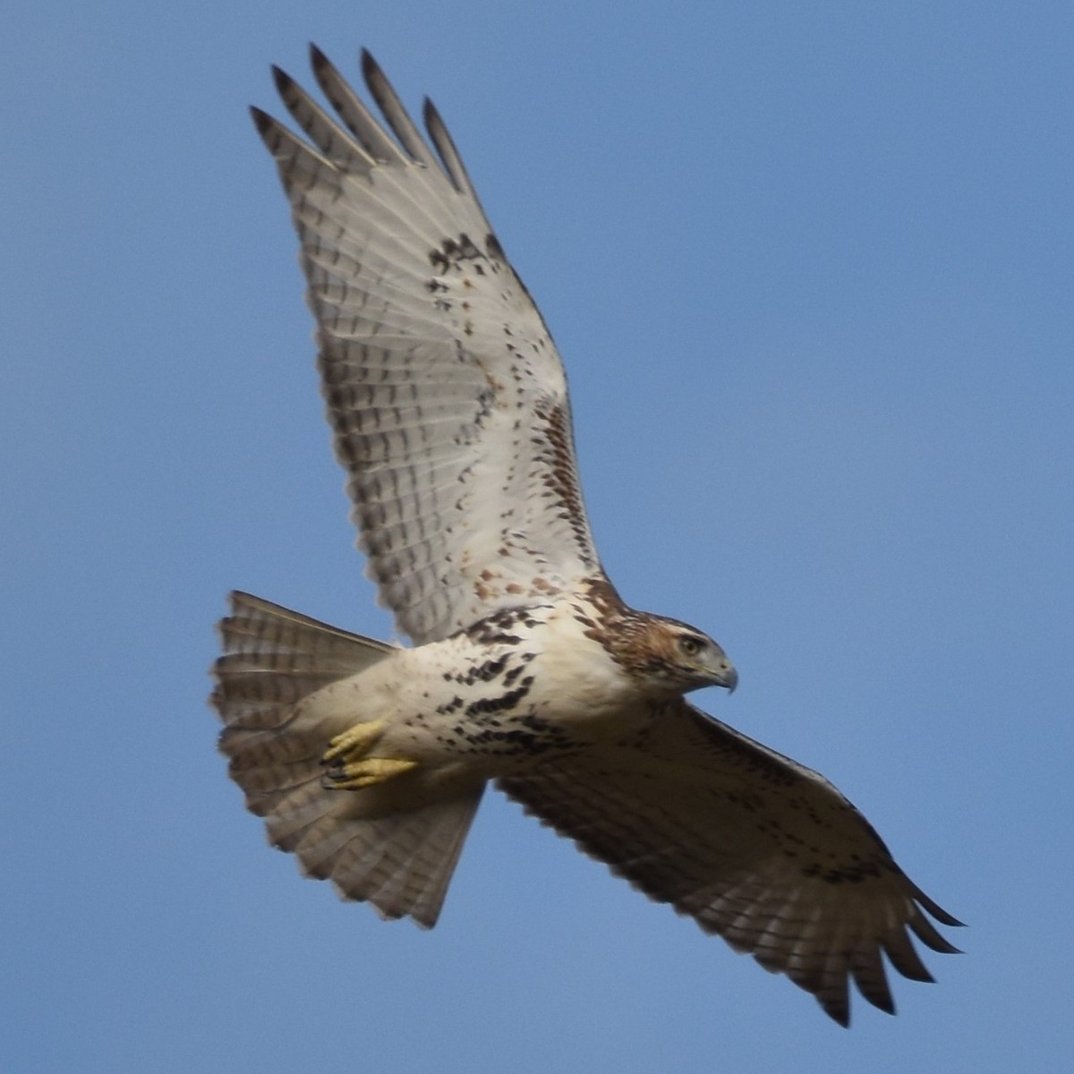 Red-tailed Hawk - ML186786151