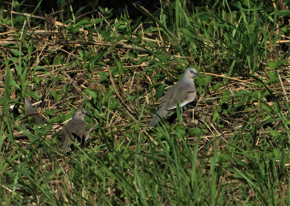 Picui Ground Dove - ML186787131