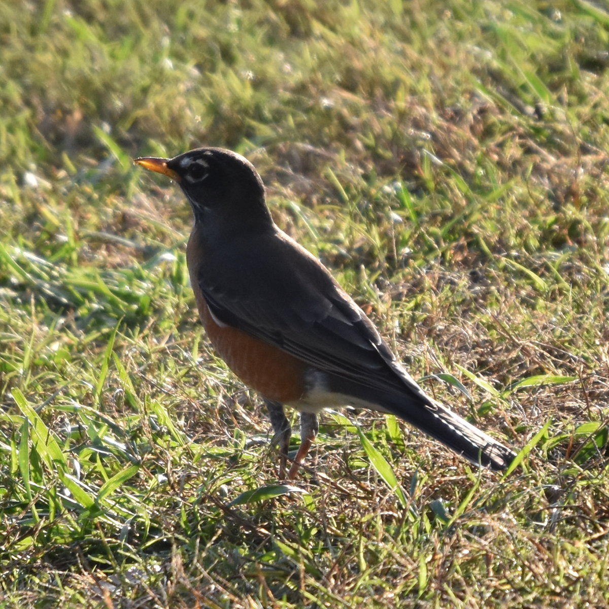 American Robin - ML186787821