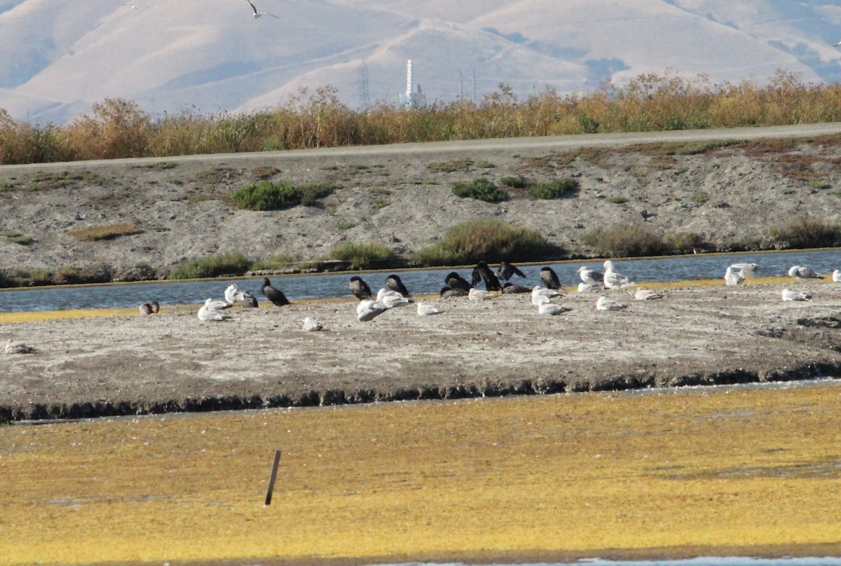 Cormoran à aigrettes - ML186787841