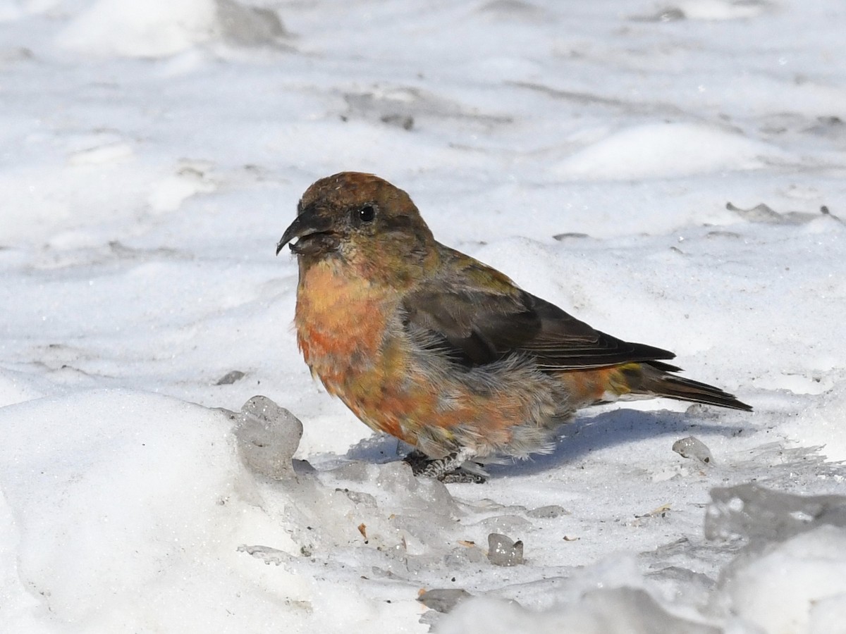 Red Crossbill - Alan Van Norman