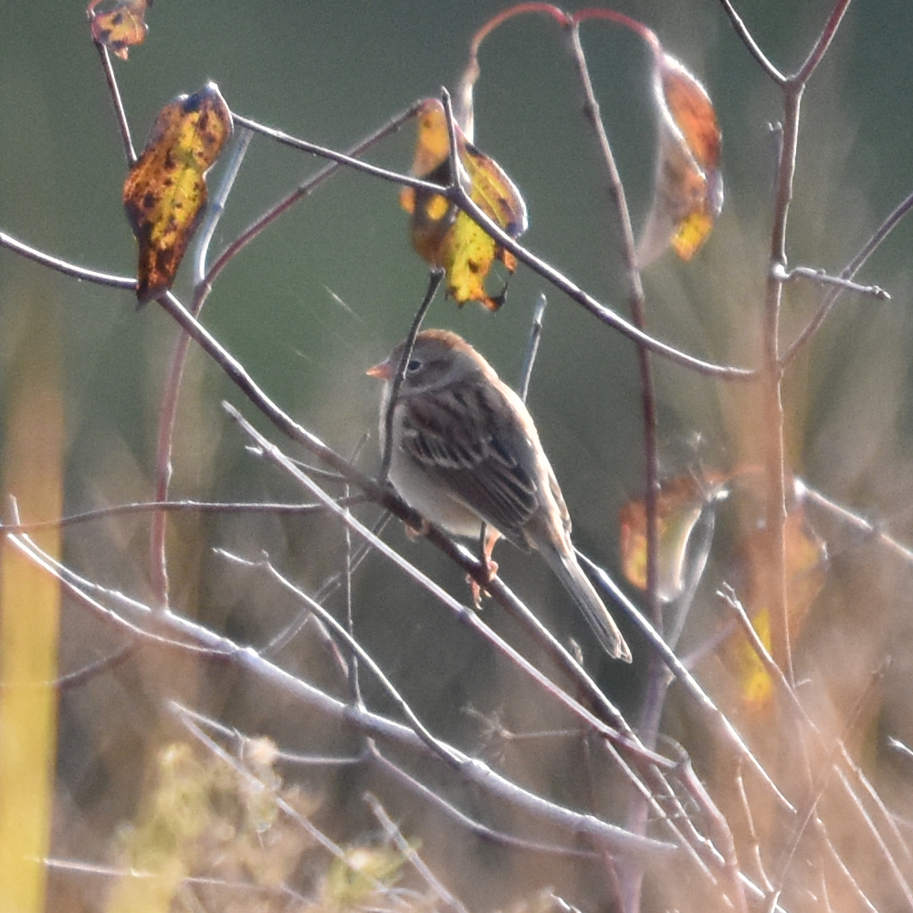 Field Sparrow - ML186787991