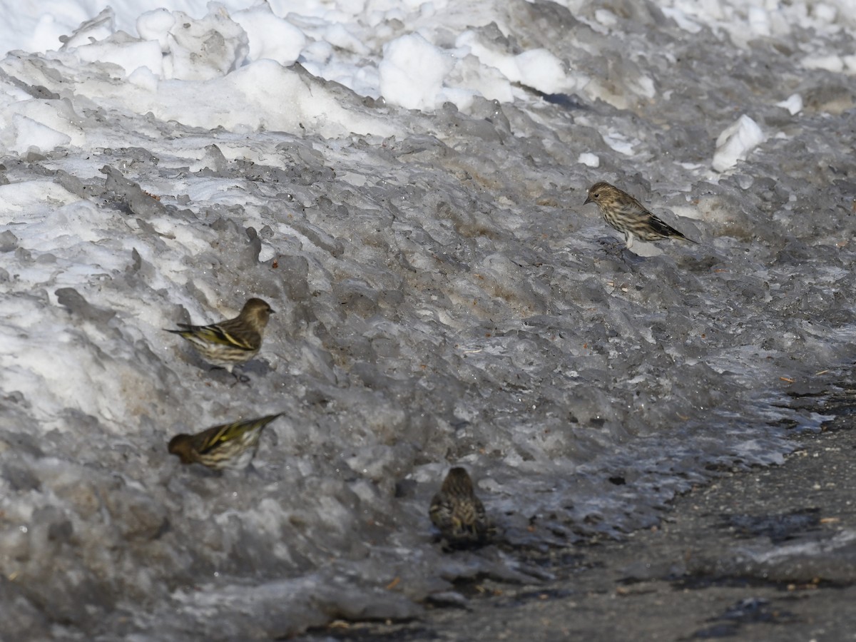 Pine Siskin - ML186788061