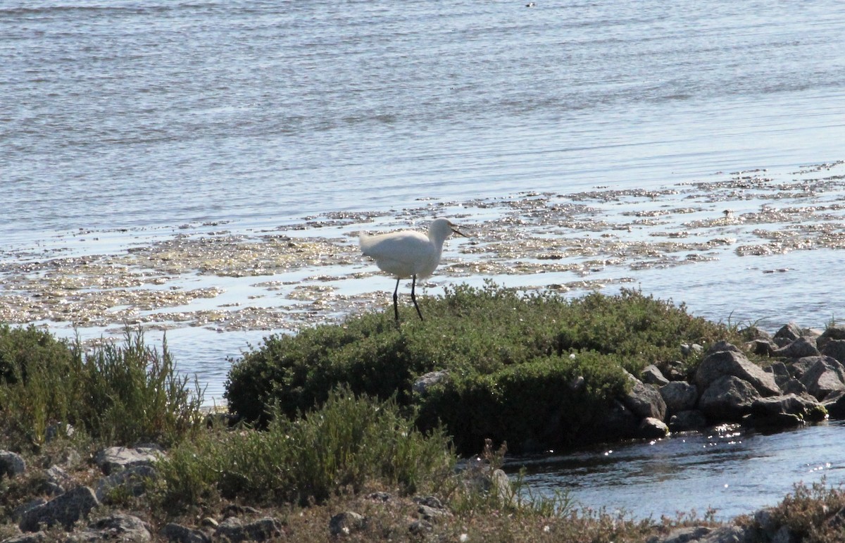 Snowy Egret - ML186788161