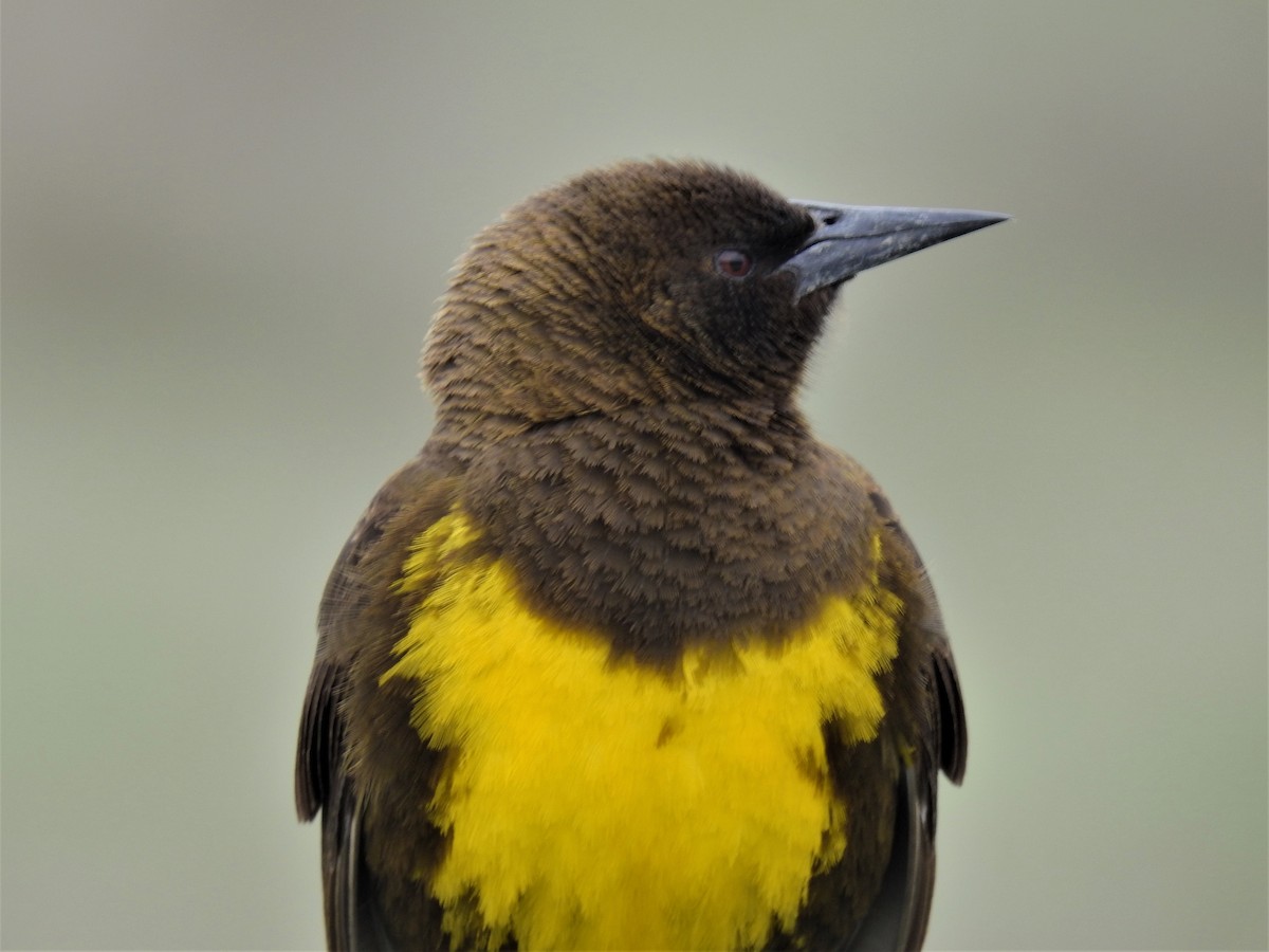Brown-and-yellow Marshbird - ML186788361