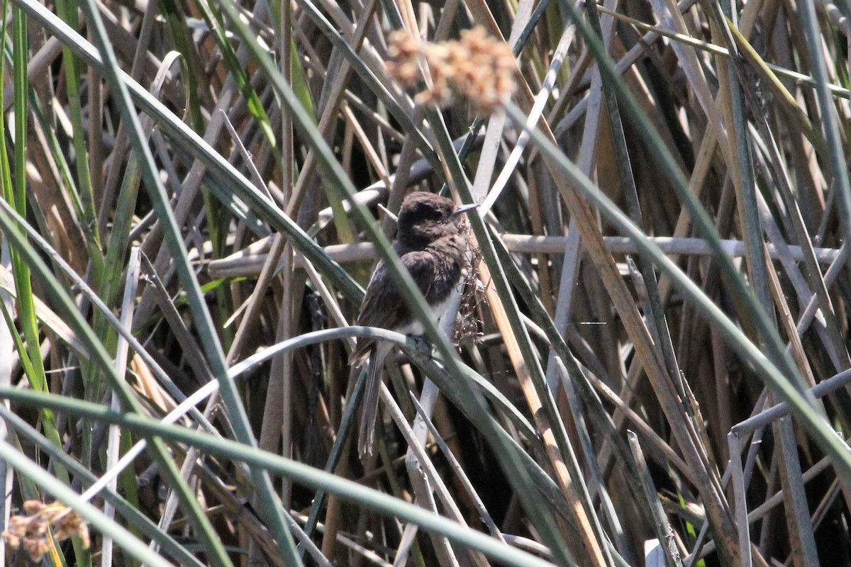 Black Phoebe - ML186788441