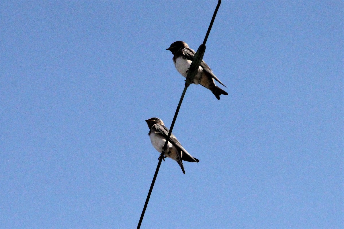 Hirondelle à front blanc - ML186788541