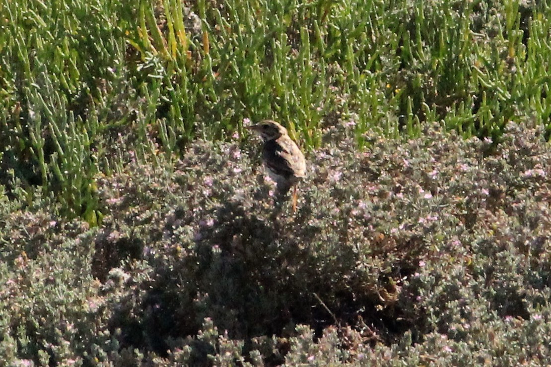 Savannah Sparrow - ML186788831