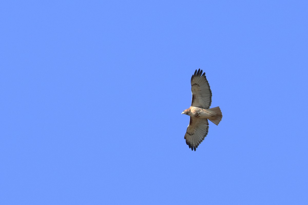 Buse à queue rousse - ML186789191