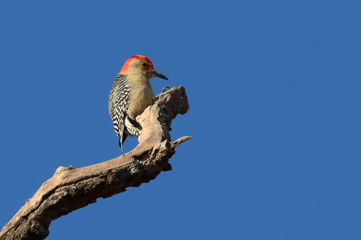 Red-bellied Woodpecker - ML186789401