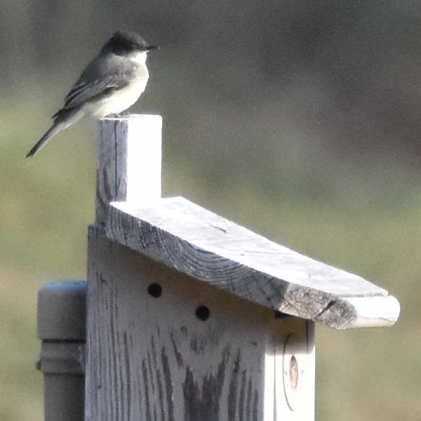 Eastern Phoebe - ML186790821