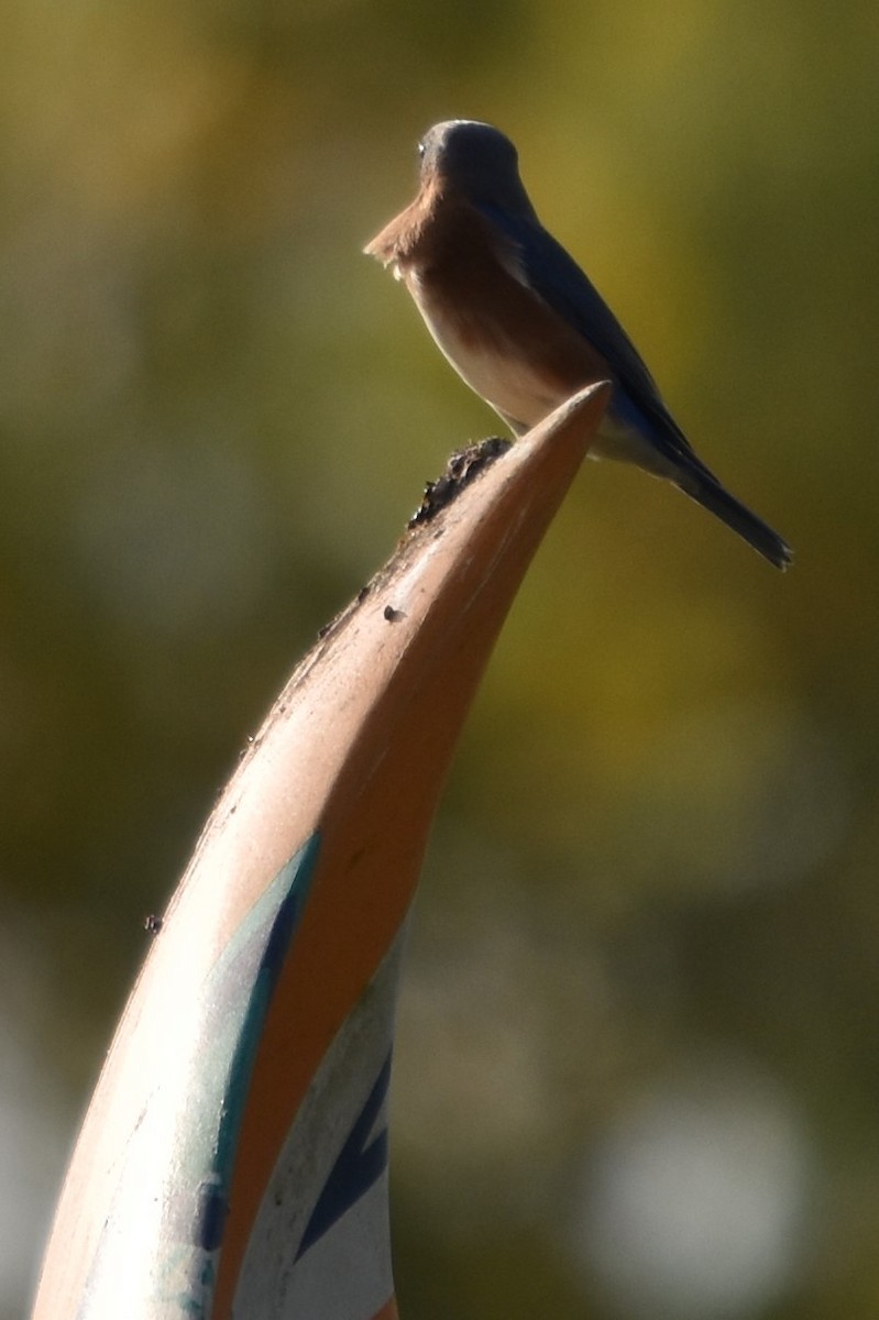 Eastern Bluebird - ML186790831