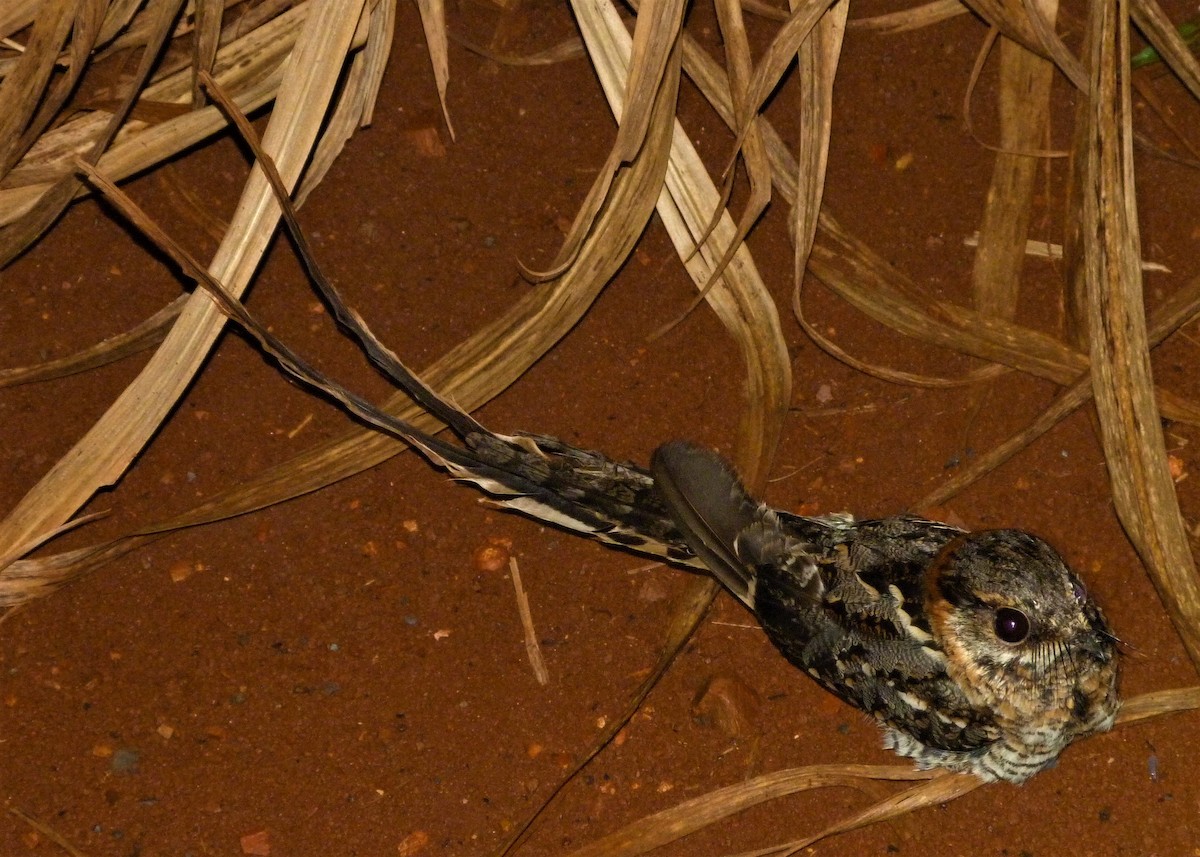 Scissor-tailed Nightjar - Carlos Otávio Gussoni